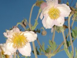 Clematis villosa subsp. stanleyi flowers